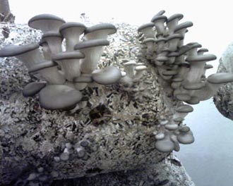 Фото грибов вешенка на шестой день после всхода