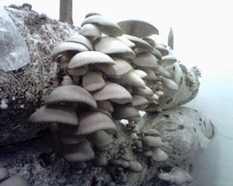 Фото грибов вешенка на восьмой день после всхода