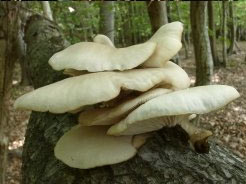 Фото грибов на дереве