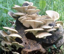 Фото грибов на пеньке