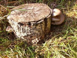 Фото грибов на пеньке в траве