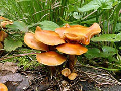 Фото грибов опёнок летний