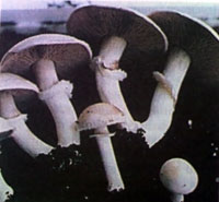 Фото грибов шампиньонов