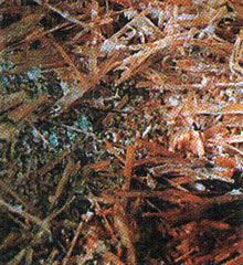 Грибница вешенки пораженая плесневыми грибами