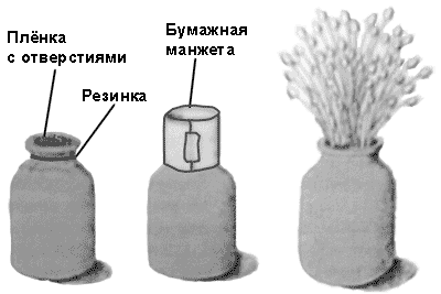 Культура зимнего опенка на субстрате из опилок и пшеничных отрубей